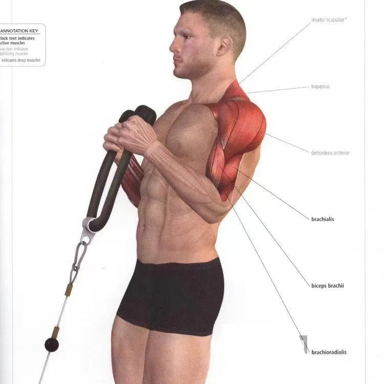 Triceps Rope Pull Down – Face Pull & Biceps Gym Attachment
