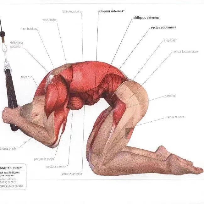 Triceps Rope Pull Down – Face Pull & Biceps Gym Attachment